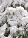 face in icy spruce tree