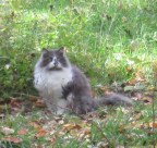 neighbor's handsome grey cat