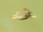 tadpole-frog