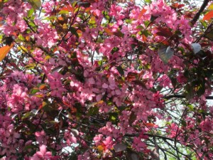 crabapple blossom