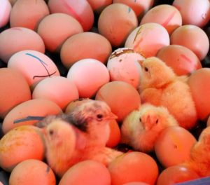 chicks hatching