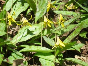 trout lilies