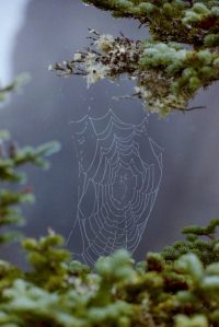 dew on spider web