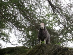 sheep