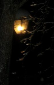icy tree in lamplight