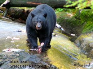 black bear, Spirit Bear Lodge, Great Bear Rainforest, BC