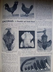 Farm Field & Fireside, Friday April 27, 1928